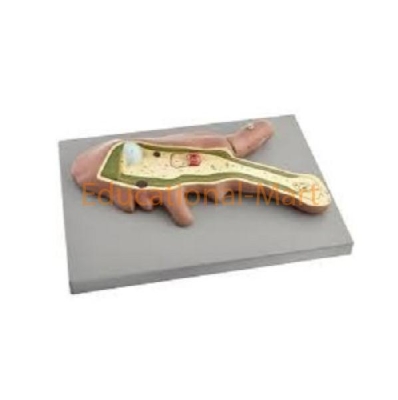 Educational Zoology Models