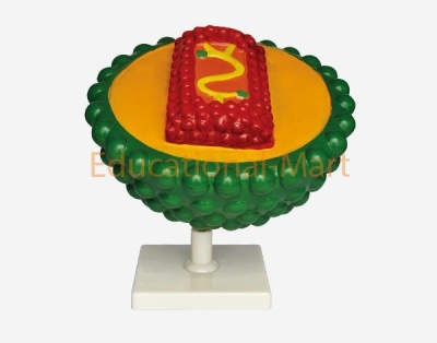 DNA Model/Virus Model