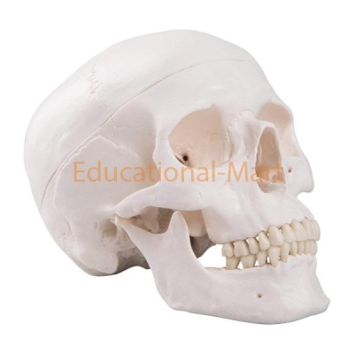 Educational Anatomy Skull Models