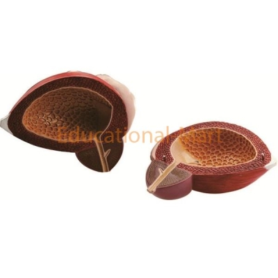 Urinary System Anatomy Model