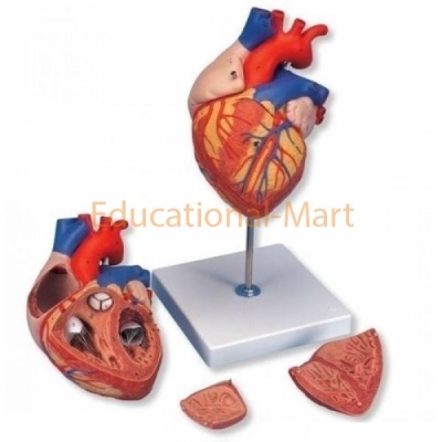 Human Molar Heart Anatomy Model