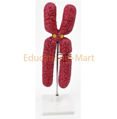 Anatomy Models
