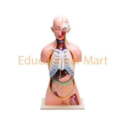 Human Torso Lab Models India