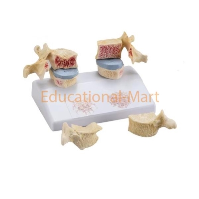 Human Skeleton Anatomy Model