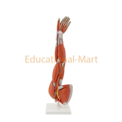 Advanced Anatomy Model