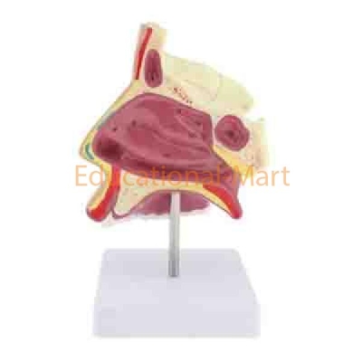Educational Head and Facial Model