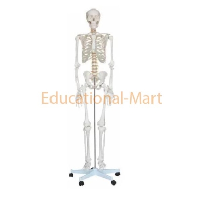 Educational Skeleton Bones and Joints Model