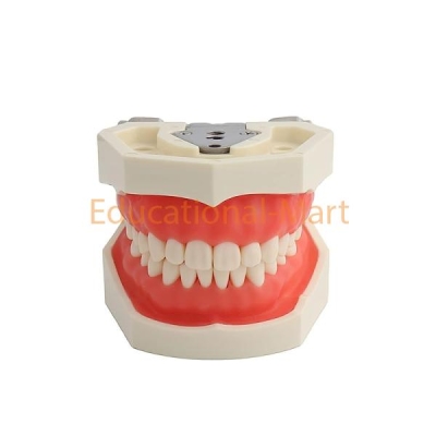 Human Tooth Anatomy Model