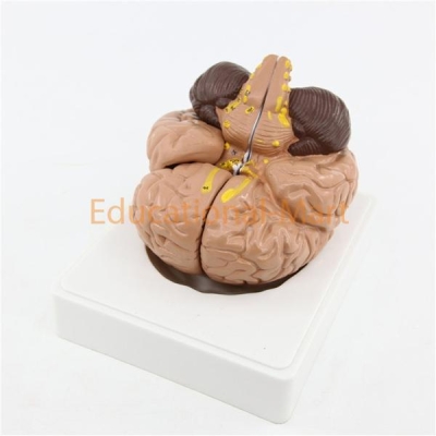 Human Brain Models