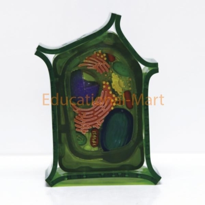 Plant Cell Model