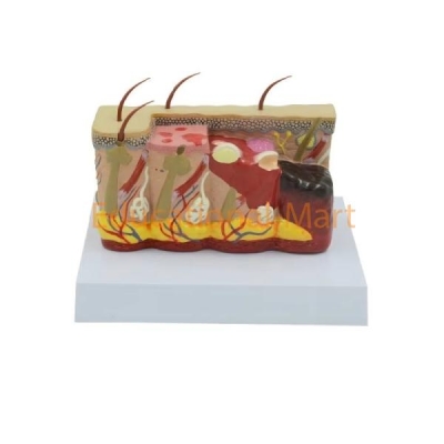 Human Skin Anatomy Model