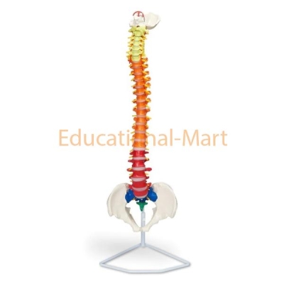 Educational Spinal Columns Model
