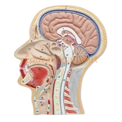 Human Head Anatomy Model