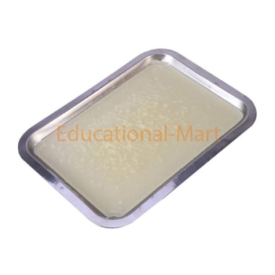 Educational Dissecting Instrument