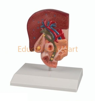 Digestive System Anatomy Model