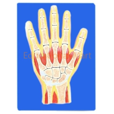 Limbs Anatomy Model