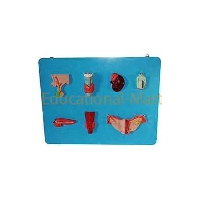 Educational Endocrine System Model