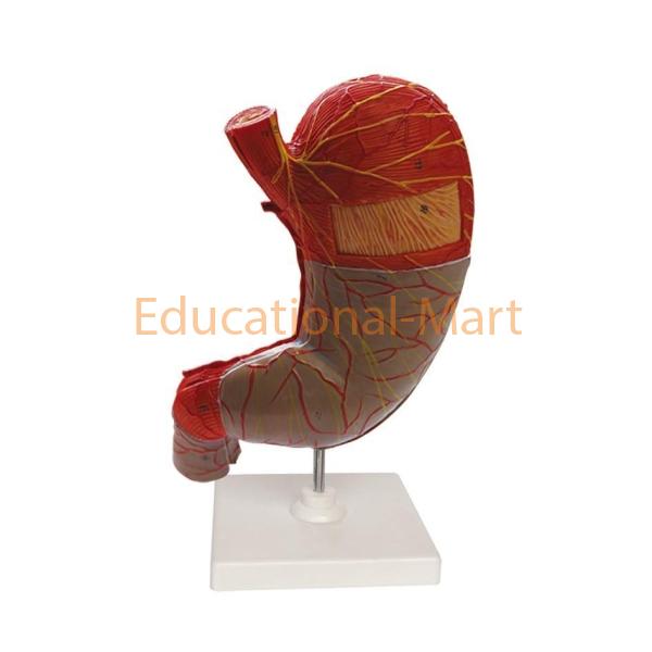 3D Stomach, Pancreas Model