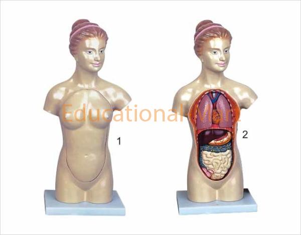 45cm Female Torso