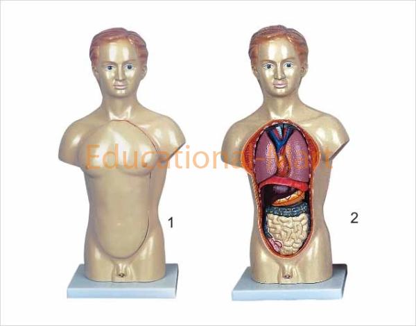 45cm Male Torso (14pcs)