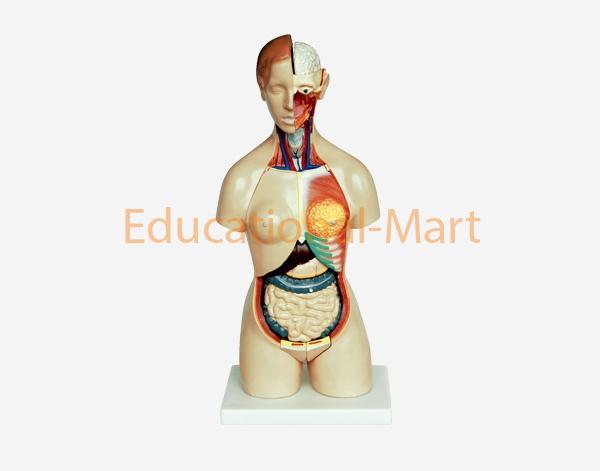 45cm Tall, Female Torso (12pcs)