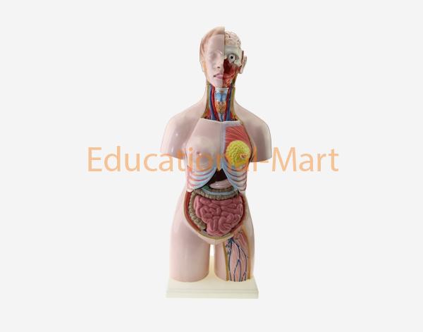 55cm Male Torso (14pcs)