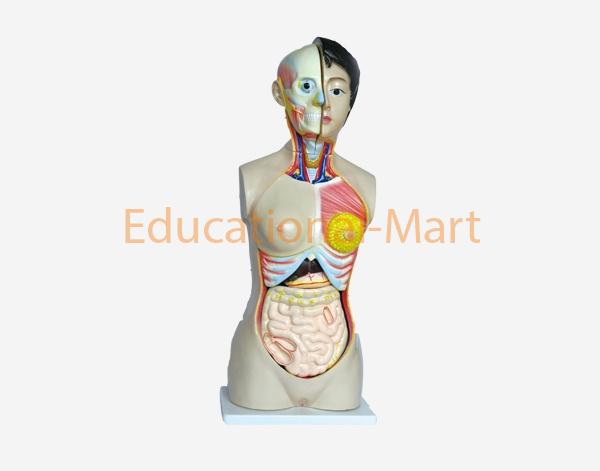 85cm Female Torso