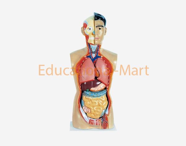 85cm Human Sexless Torso