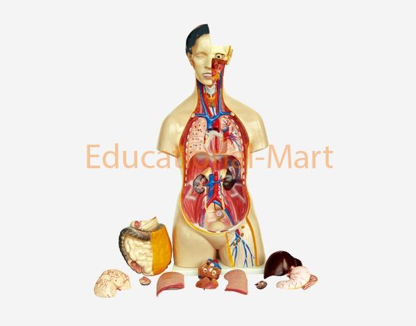 85cm Human Torso
