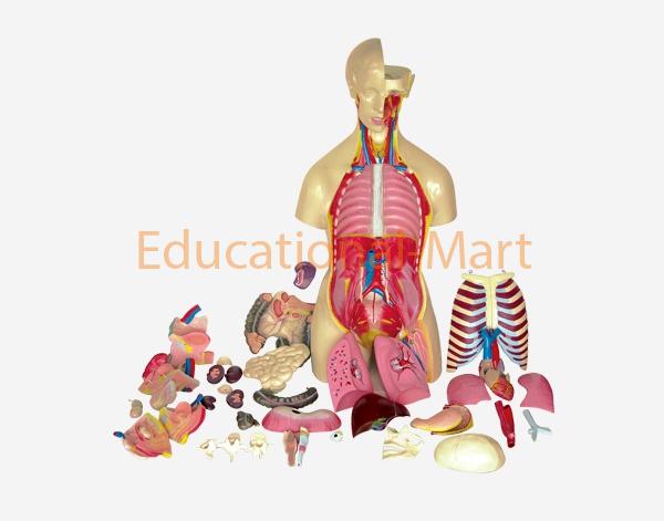 85cm Human Torso 44 parts