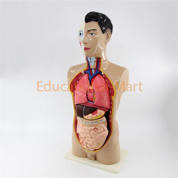 Human Anatomy Model 85 cm