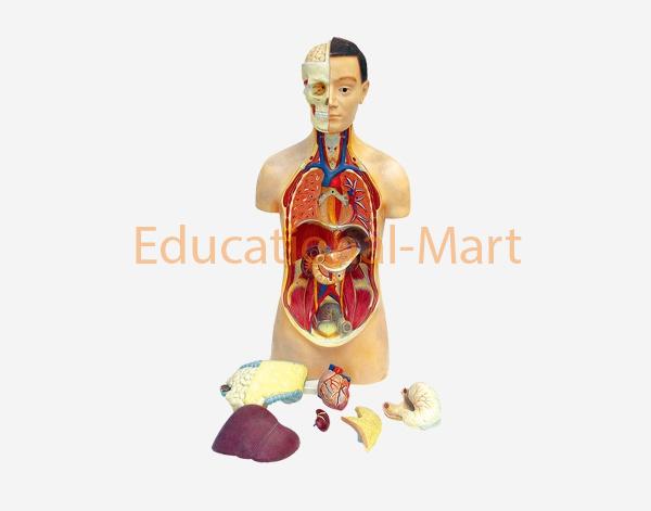 85cm Human Torso (Unisex)