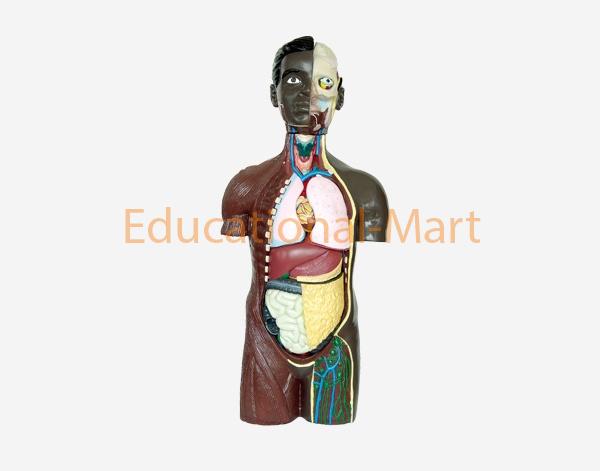 85cm Unisex Torso