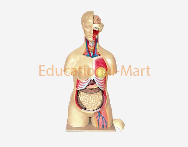 95cm Human Torso