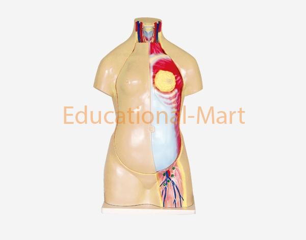95cm Human Torso without Head