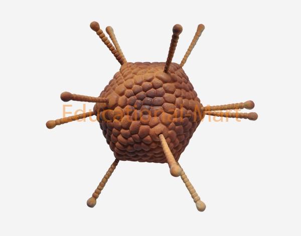 Adenovirus