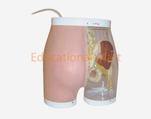 Advanced Buttocks Model for Intramuscular Injection and Contrast Model(with Detection Alarm System)