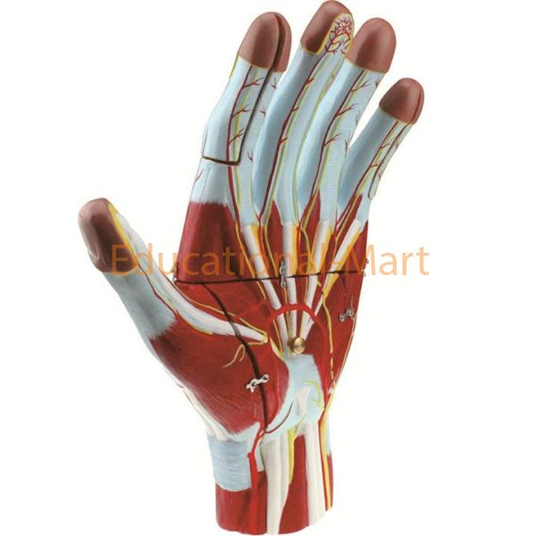 Anat model of Palm
