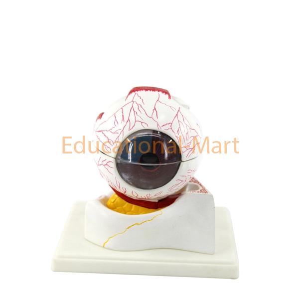 Human Eye Anatomical Medical Enlarged PVC Model
