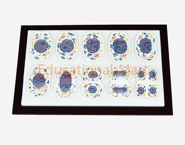 Animal Mitosis and Meiosis Set