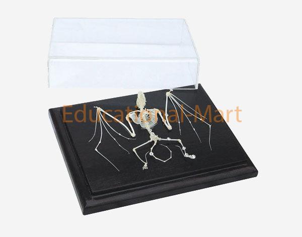 Bat Skeleton