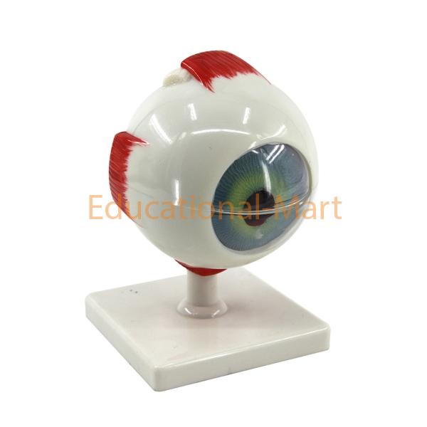Human Eye Enlarged Anatomical Model for Biology