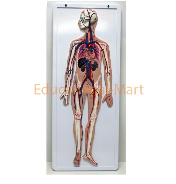 Blood Circulation System
