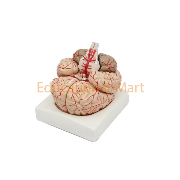 Brain with Arteries
