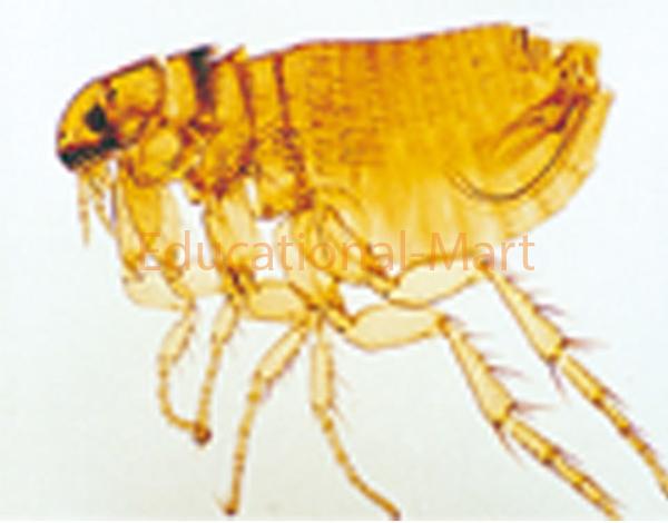 Cat Male Flea.w.m.
