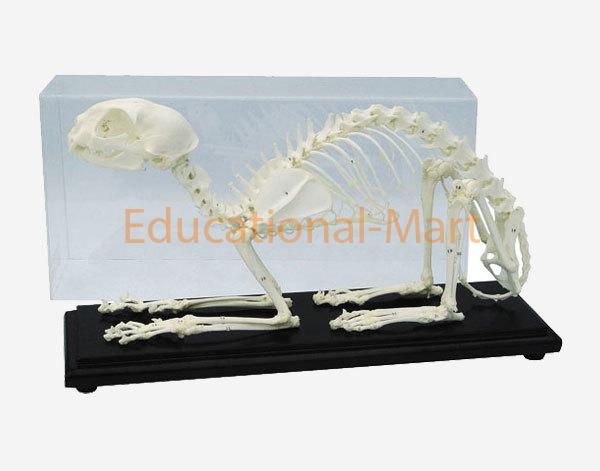 Cat Skeleton