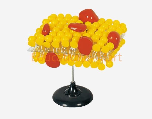 Cell Membrane