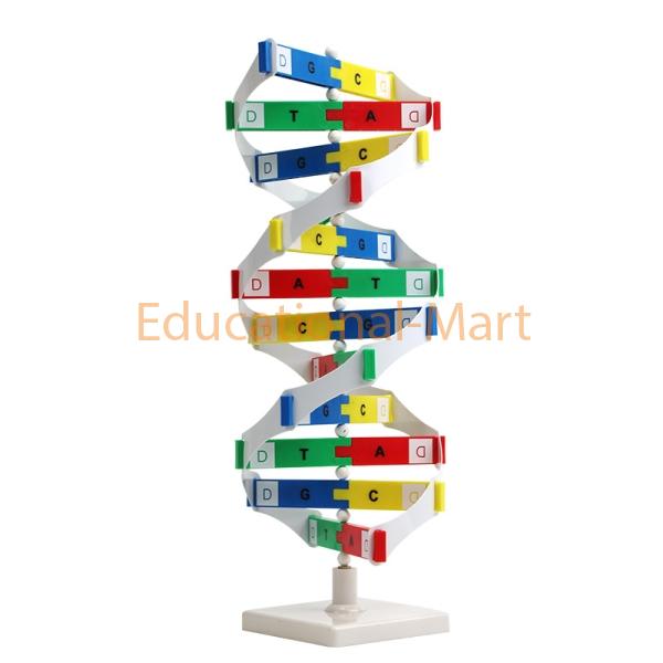 DNA Structure