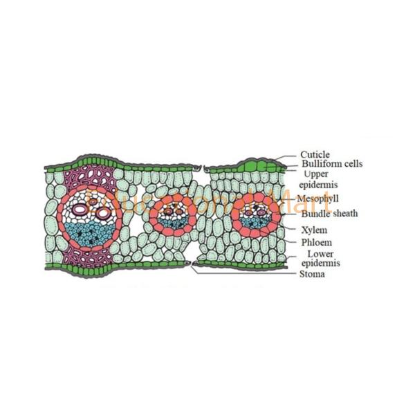 Educational Dicot Leaf TS Model