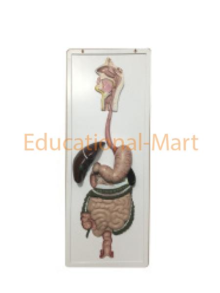 Digestive System Digestive System Model